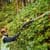 DeWALT DCMPH566N-XJ power hedge trimmer 3.6 kg