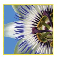 Sihl PosterColor X White Matt